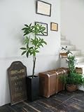 GREENPARK パキラ FRP BK ウッドチップ 造花 フェイクグリーン