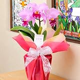 カトレア　ラベンダー3輪　＜結婚祝いのお花　 結婚式のお花のフラワーギフト＞【届け日指定ＯＫ】