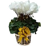 【 予約 】 さかもと園芸　達人のシクラメン　【 パステルボロディン 】　花鉢植え　ギフト　プレゼント　贈答品　クリスマス　お歳暮