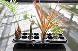 園芸農家から新鮮な苗をお届けします。　ハイドロカルチャー　観葉植物　オアシス苗４種×2　[ソテツ、マングローブ、レインボー、トネリコ]