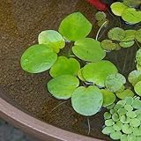 （浮草）アマゾンフロッグビット（無農薬）（３株）北海道航空便要保温