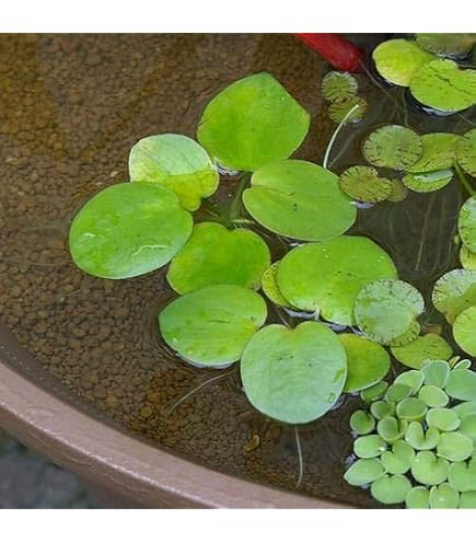 Amazon.co.jp: アマゾンフロッグビット 5株 水草 浮草 【PORTASHOP発送