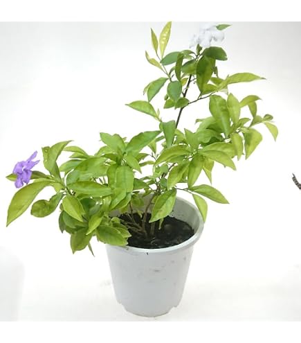 ニオイバンマツリ（匂蕃茉莉）大きな苗木2本土から87cm 5月24日撮影