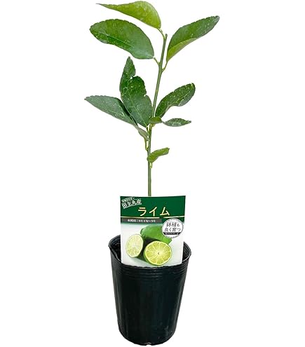 Amazon.co.jp: 種なしライム 【フレーバーグリーン】 3年生 接ぎ木 約