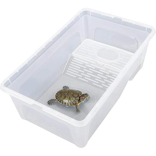 Amazon.co.jp: クリーパー MOOK 愛好家から学ぶアメリカハコガメの飼育