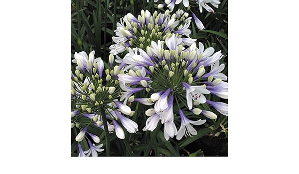 Amazon アガパンサス 苗 ツイスターpvp 1株 花苗 アガパンサスの苗 国華園 22年春商品 花