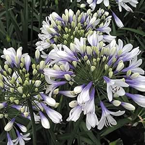 アガパンサス 苗 ツイスターpvp 1株 花苗 アガパンサスの苗 国華園 22年春商品 花 Amazon