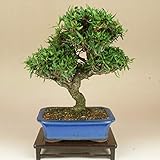 チリメンカズラ/縮緬葛 小品盆栽（いよじ園）