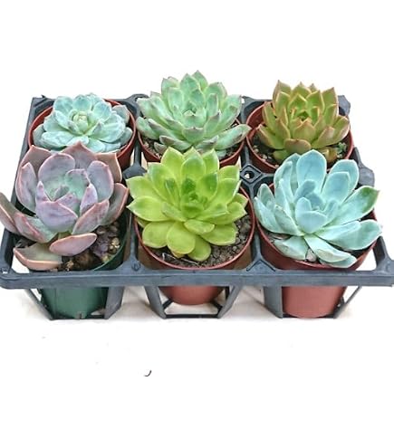 Amazon｜100#アエオニウム7種拔き苗セット 寄せ植え用 観葉植物 個別に