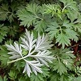 中国の薬草よもぎ種子、ファミリークソニンジンの種子200脚