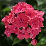 【宿根草】フロックス「ウォーターメロン・パンチ」