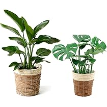 エステー③　⑤ストレリチアオーガスタ　8号　2苗木セット エステー③ ⑤ストレリチアオーガスタ 8号 2苗木セット 観葉植物 本物