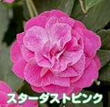 お好きな色を選んでね カリフォルニアローズ フィエスタ　 １株【スターダストピンク】