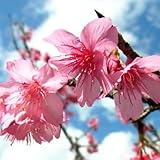 桜 苗木 寒緋桜 12cmポット苗 かんひざくら さくら 苗 サクラ