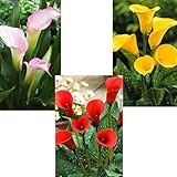 国華園　春植え球根 高級畑地性カラーAセット 3種6球(各2球)【※発送が国華園からの場合のみ正規品です】