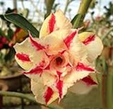 40 Fresh seedsアデニウム アラビカム オベスム 砂漠のバラ種子(40粒)塊根植物種子Adenium obesum Desert Roses seeds no323-Triple-Dawn