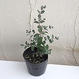ユーカリ：グニーユーカリ3号ポット植え3株セット[サイダーガム銀葉が爽やかな香り] ノーブランド品