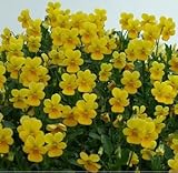 小輪ビオラ 育種家「川越路可」作 「ののはなイエロー」 10.5cmサイズ大ポット ３ポットセット パンジー ビオラ すみれ 苗 寄せ植え