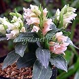 シュスラン：アケボノシュスラン3芽入り2.5号ポット 2株セット[小型野生蘭]