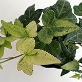 [広野園芸さんの]ヘデラ：へリックス白雪姫2.5号 3株セット[葉の切れ込みが深い品種]