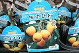 【果樹苗】【接木】　田中びわ　1年生　【送料込価格】