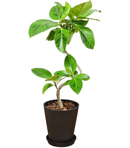 観葉植物　フィカス　アルテシーマ　アルテシマ　螺旋仕立て Amazon.co.jp: 観葉植物 フィカス アルテシーマ アルテシマ 螺旋仕立て