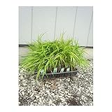 フイリ フウチソウ 10ポットセット ウラハグサ グランドカバー 多年草