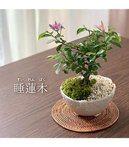 Amazon｜オージープランツ 観葉植物 鉢花：リューコスペルマム