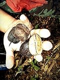 Elateriospermum tapos Euphorbiaceae 5 Seeds ThailandMrk