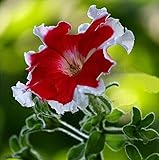 400 seeds/ bag rare petunia seeds mixed flower seeds Courtyard garden plant pot beautiful seed bonsa