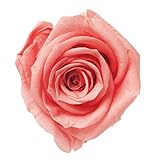 Florever   プリザーブドフラワー  フレッシュルックスタンダードローズ (6輪入り) ピンクオパール FL000100-065