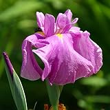 【2018年春~ 開花見込み株】【山野草】花菖蒲「駒繋」