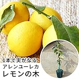 レモン（アレンユーレカ） 樹高0.5m前後 15cmポット 苗木 1年生 レモンの木 接ぎ木 苗 柑橘 素掘りポット苗 果樹苗 果樹 果樹園用 植木 木