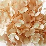 アジサイアナベル パルフェレモンオレンジ 1箱 LP-64249