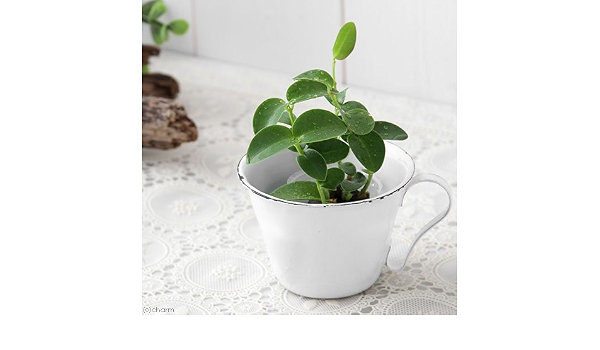 Amazon Co Jp 観葉植物 ミニ観葉 オアシス苗 ホヤ クミンギアナ １苗 ホーム キッチン