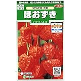 【種子】切り花用大実ほおずき 小袋