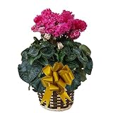 【 予約 】 さかもと園芸　達人のシクラメン　【 ビアンカワイン 】　花鉢植え　ギフト　プレゼント　贈答品　クリスマス　お歳暮