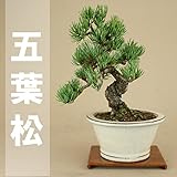 いよじ園 【】 五葉松 -宮島- （小品盆栽）（いよじ園 伊予路園） ▼商品番号をご選択ください,4