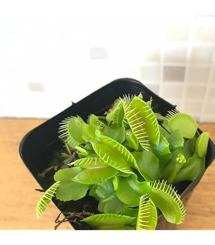 Amazon.co.jp: 食虫植物 ハエトリソウ G14 9cmポット ハエトリグサ