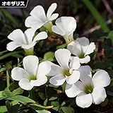 国華園　夏植え球根 オキザリス ブラジルホワイト 10球【※発送が国華園からの場合のみ正規品です】