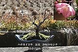ハナカイドウ桜盆栽