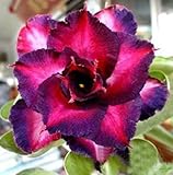 アデニウム アラビカム オベスム 砂漠のバラ塊根植物 Adenium obesum Desert Roses no.14 BLACK-STRAWBERRY-DELIGHT