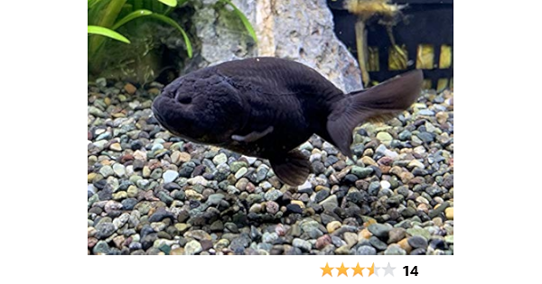 Amazon タイ産 黒らんちゅう Sm 1匹 オリジナル 観賞魚 水中生物 通販