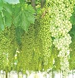 白三尺ぶどう(巨大房ぶどう)【10月～11月が植え時の果樹苗10.5cmポット/1個/即出荷】【送料込み価格】