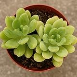 ハルモエ 春萌 7.5cmポット セダム Sedum Alice Evans 福岡県産 多肉植物 多肉 観葉植物 インテリアグリーン 寄せ植えに
