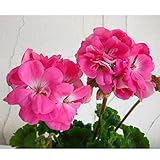 ゼラニウム[栄養系]：pacクオリティ　キャンディローズ11cmポット 2株セット