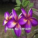 100pcs seeds Plumeria Hawaiian Foam Frangipani Flower For Wedding Party Decoration Romance Purple
