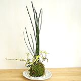 きりりとした立ち姿のトクサと足元には色々な葉色が楽しめる【トクサ・テイカカズラの苔玉・楕円白粉引器 (敷石の色（白）)