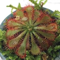 Amazon｜【charm】（食虫植物）ウツボカズラ ネペンテス ビーチ