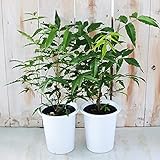 Amazon ミラクルニームの木 ４号鉢植え お得な３鉢セット販売 自分流に仕上げて下さい 害虫対策 防虫効果 虫よけ 節電対策 約２００種類以上の害虫に効果があると言われる 天然植物農薬 ニーム ニームの木 エディブルフラワー 食用花 にも活用されています父の日に